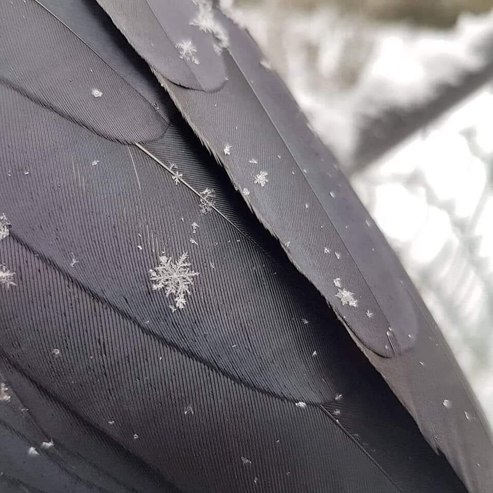 Snowflake on a crow’s wing.
Photo by Shawn Bergman.