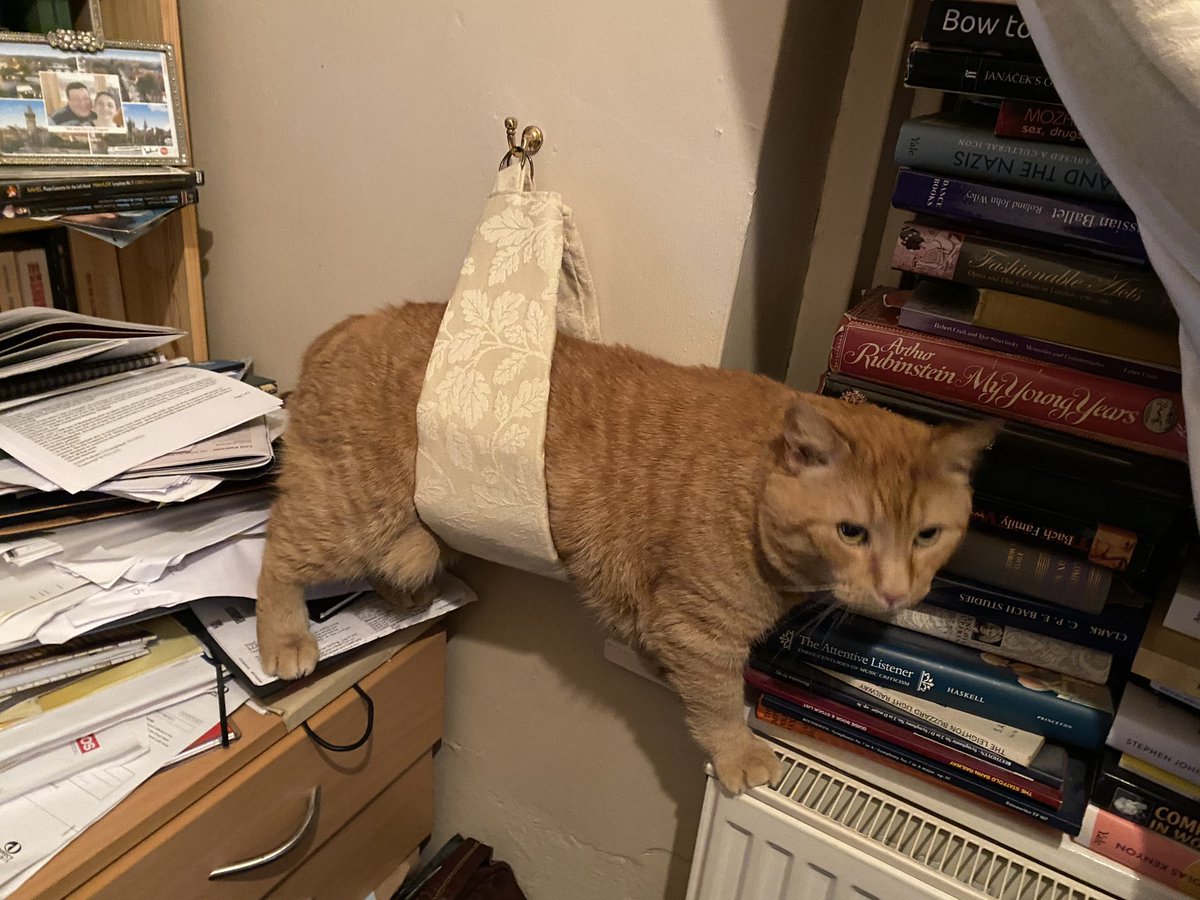 AnnetteRubery's tweet image. Great Rusty pre-dinner moment; he got @RichardBratby’s attention by somehow wriggling into the curtain loop and then couldn’t get out.
