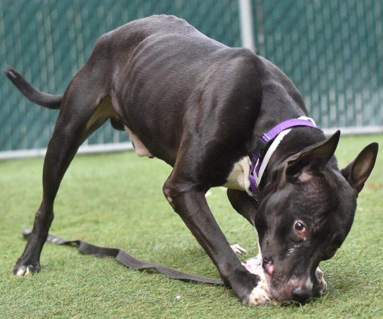 NMBewitched's tweet photo. ๐BamBam
#NYCACC
#128843
#blackfriday
#blackdogfriday
A Really Good Dog
In a Very Deadly Place
Dumped for Living in Someone's Yard
Did he Feed him First? NOPE
Underweight & Scared
#Foster
dogslivesmatter@gmail.com https://t.co/9rLpdFTF3T