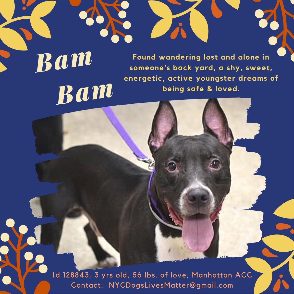 NMBewitched's tweet photo. ๐BamBam
#NYCACC
#128843
#blackfriday
#blackdogfriday
A Really Good Dog
In a Very Deadly Place
Dumped for Living in Someone's Yard
Did he Feed him First? NOPE
Underweight & Scared
#Foster
dogslivesmatter@gmail.com https://t.co/9rLpdFTF3T
