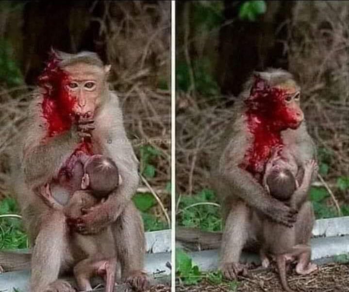 nayef_Al_saif_'s tweet photo. They too have feelings. 
Take care of everyone around you.
Please drive slow they also have families😑😔😔💔 https://t.co/SzYf05jq3N