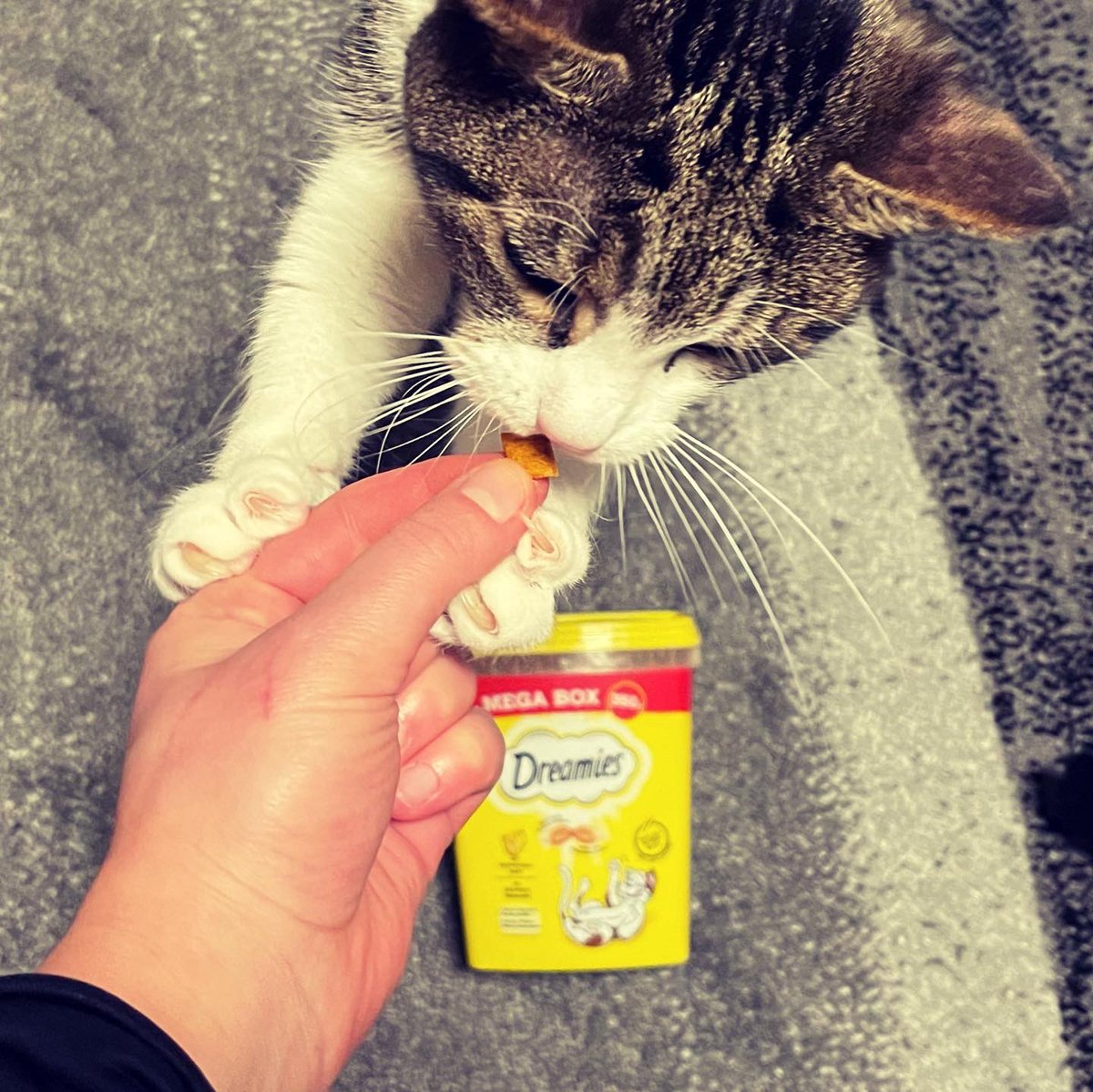 punktonella's tweet photo. "Werbung" 
DREAMIES™ Mega Box mit Käse:
🐱 Köstliche Belohnung für zwischendurch
🐱 Cremige Füllung in einer knusprigen Hülle

#petlove #katzenfuttertest #dreamies #dreamieskatzensnacks #katzensnacks #katzenleckerli #kjero #produkttester #produkttest https://t.co/VeXR7QPEkA