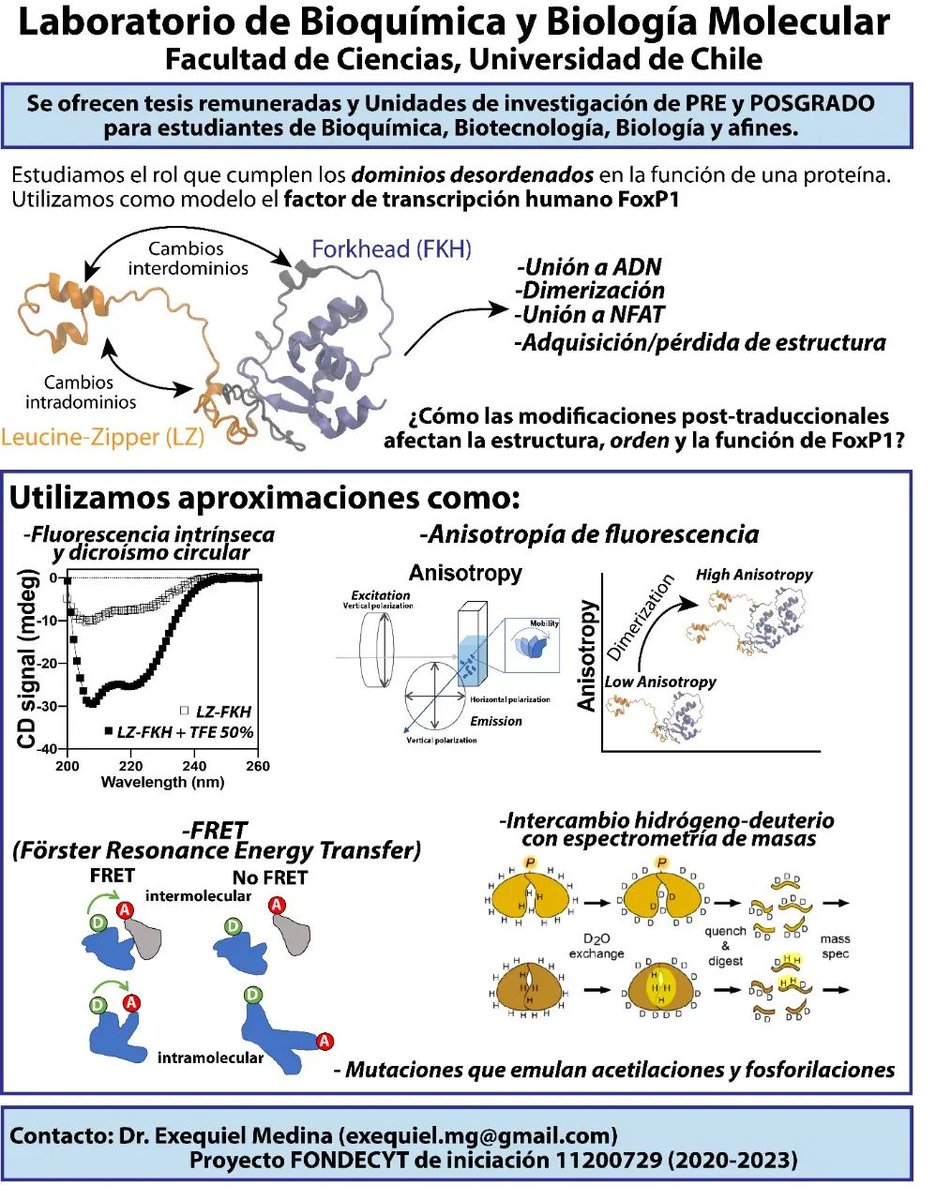 Se ofrece tesis remunerada y unidades de investigación para pre y postgrado para estudiantes de bioquímica, biotecnología, biología y afines. Esto en el marco del FONDECYT de iniciación de <a href="/exe_1987/">Exequiel Medina</a>. Si te interesa la biofísica y la dinámica de proteínas, no lo dudes!