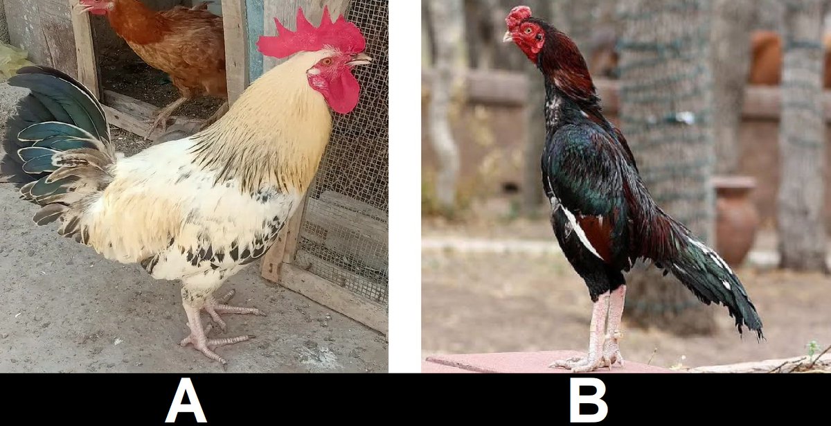 rooster wav
