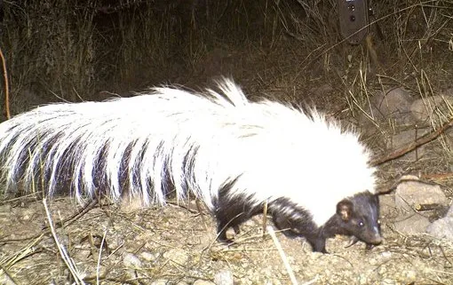 skunkeveryhour's tweet image. 