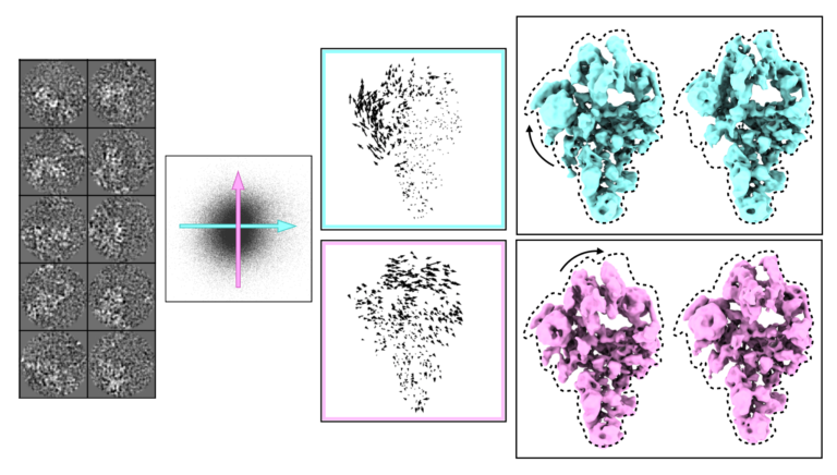 Next Week's #OWCryoEM Talk: Muyuan Chen, Deep learning based Gaussian mixture model for characterizing variability in CryoEM. More information: cryoem.world #NotBlackFridaySale #CryoEM