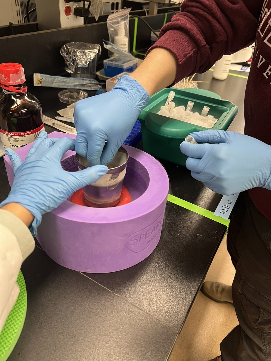 Flash froze tissues in chilled isopentane for the first time this afternoon with my new trainee using a stainless steel glass from my kitchen because the order didn’t make it on time in lab. So glad I had a backup, which is made in Nepal btw! Thanks, mom-in-law. 😀