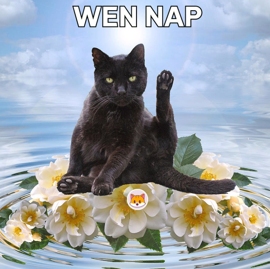 catecoin's tweet photo. We’ve made a lot of progress as a project and as a community, The token price doesn’t currently reflect this. That’s OK!🐱

The markets go up, down and sideways… in time the price will catch up!🚀

Just hodl💪
Be a calm composed kitty🐾
#catecoin #catlovers #karma https://t.co/dMZztBm3Ca