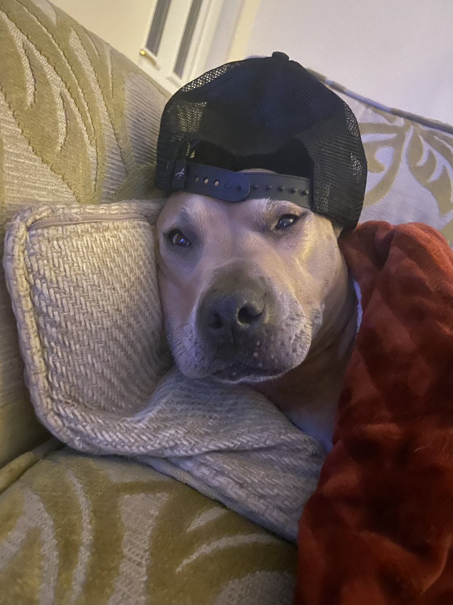 Hard day straight chilling with the posse✌🏼🧢

 #dogsoftwitter #dog #doggo #goodgirl #sleepybaby #cooldog #legend