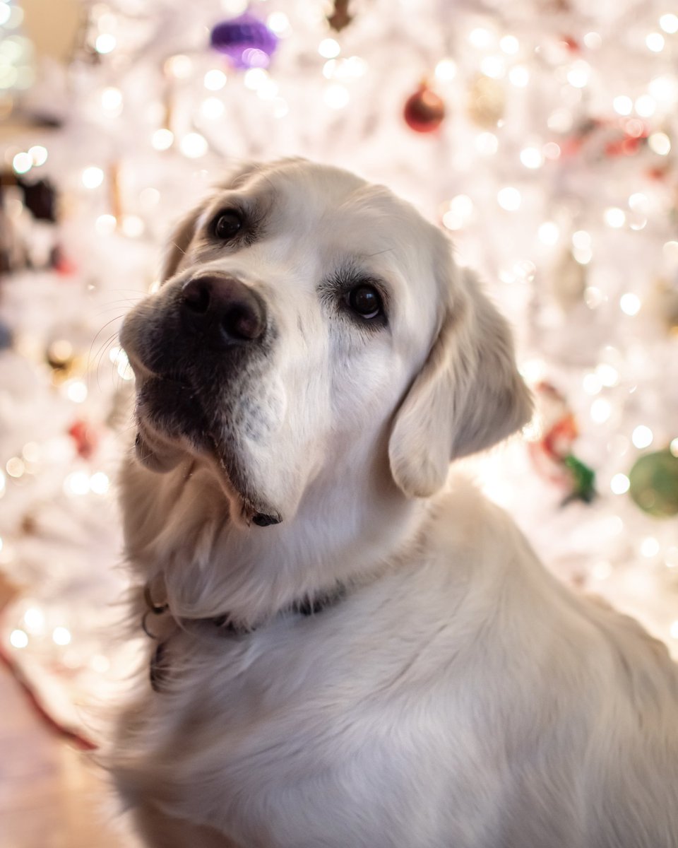 carbsley's tweet photo. tell me i’m a beautiful good boy https://t.co/ks2XkbM19e