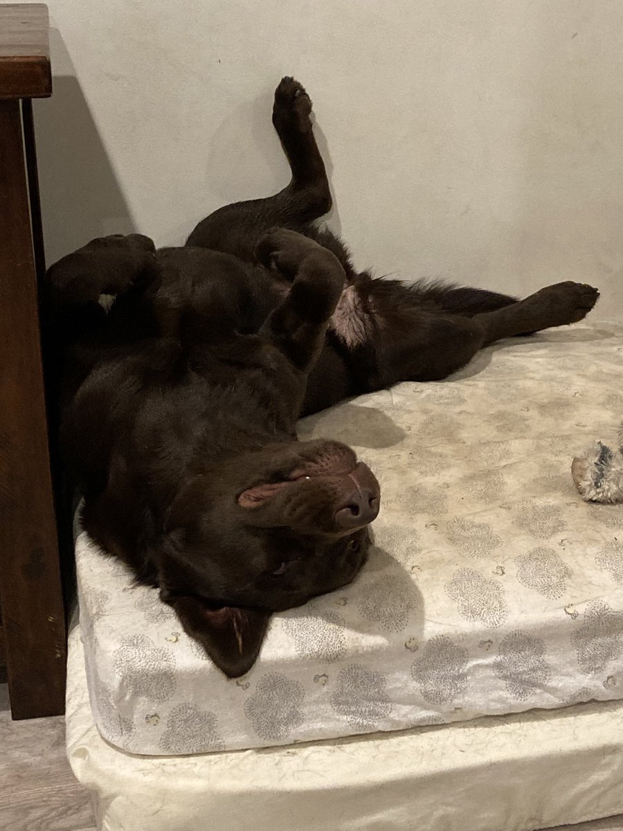 Maple. Now having her stomach pumped after breaking into the compost and eating >15kg of delicious morsels. #dogsoftwitter