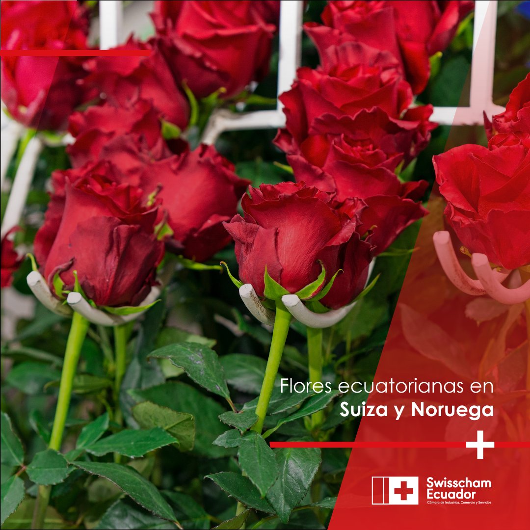 swisschamec's tweet photo. Gracias al acuerdo #EFTA, las flores ecuatorianas 💐 se envían a #Suiza y #Noruega sin pagar aranceles en ciertos meses del año. 📈🤝
#EFTA #Ecuador #Exportaciones #Importaciones #Suiza #Ecuador  #MásEcuadorEnElMundo
#SwisschamEcuador
#SomosParteDelCambio https://t.co/JSSjqLU08g