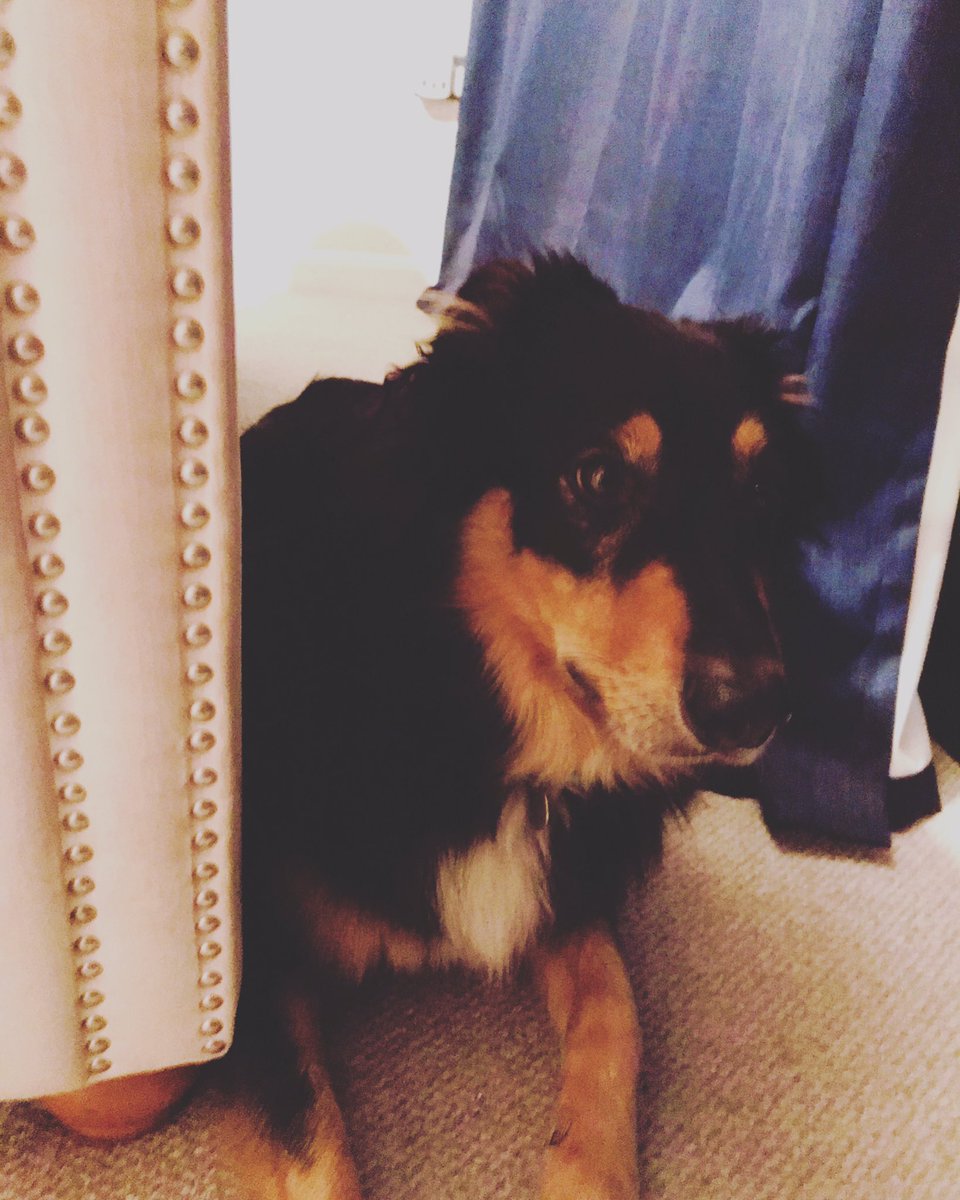That moment when it’s proper howlin so you break into your Mum’s room and hide behind the bed #bigstrongdog #weather #wind #stormarwen #dogsagainstweather #godsagagainstwind #dogs #dogslife #dogsoftwitter #scared #brickingit #scareddog #itshowlinoutthere #windy #cumbria #ahhh