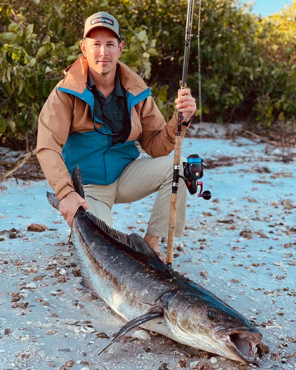 FL_Sportsman's tweet photo. Seasonal shoreside cobe. Matt Bauer, Bradenton, caught this slob #cobia from shore in Tampa on a #Slammer 6500.
βI knew the fish would be stacking up in the warmer water. After recasting a live #pinfish, the third time was a charm. She went 53.5β on the tape.β
#floridasportsman https://t.co/g01GG6dKwp