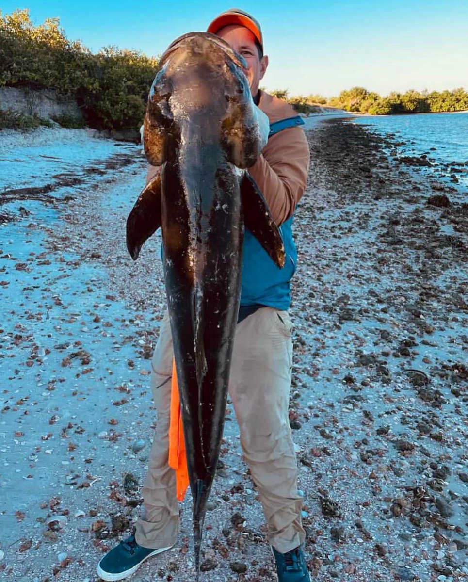 FL_Sportsman's tweet photo. Seasonal shoreside cobe. Matt Bauer, Bradenton, caught this slob #cobia from shore in Tampa on a #Slammer 6500.
βI knew the fish would be stacking up in the warmer water. After recasting a live #pinfish, the third time was a charm. She went 53.5β on the tape.β
#floridasportsman https://t.co/g01GG6dKwp