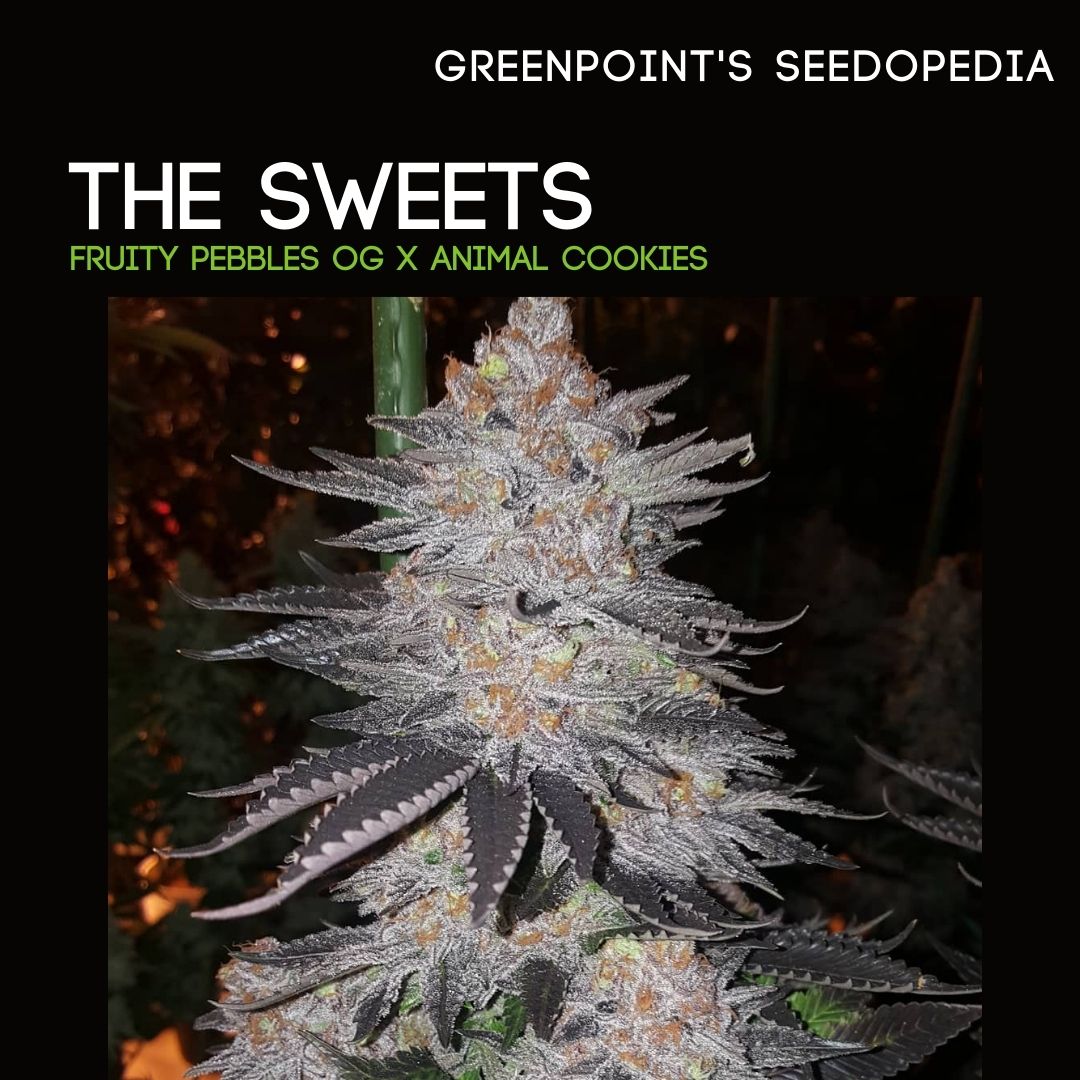 gps_seedbank's tweet photo. Our strain of the week is The Sweets (Fruity Pebbles OG x Animal Cookies). Find out more on our IG and FB pages.
📷: bty_og_boyz (IG handle)
#greenpointseeds #greenpointseedopedia #thesweets #strainoftheweek #fruitypebblesog #fpog #animalcookies #gsc #fireog #cannabiscommunity https://t.co/RXdOZ1nOq9