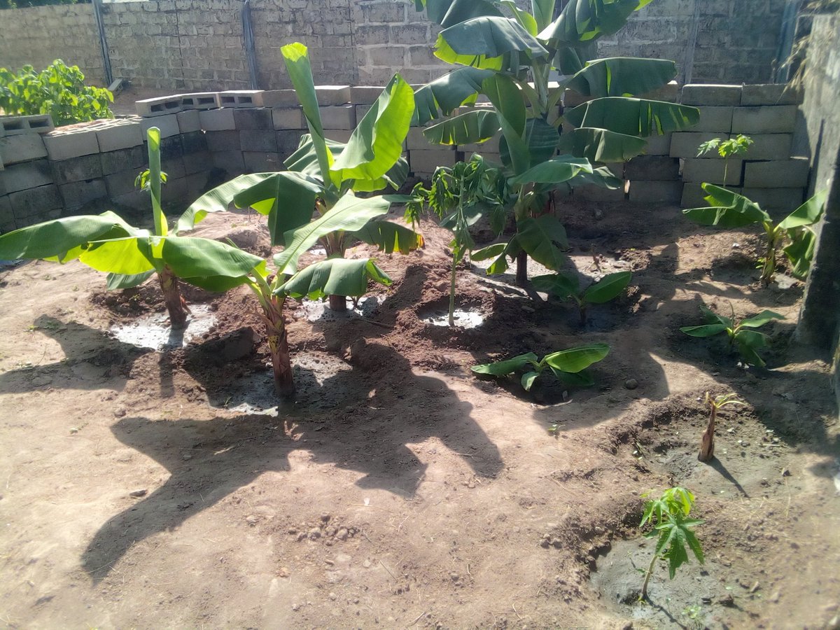 DannySecret2's tweet image. 