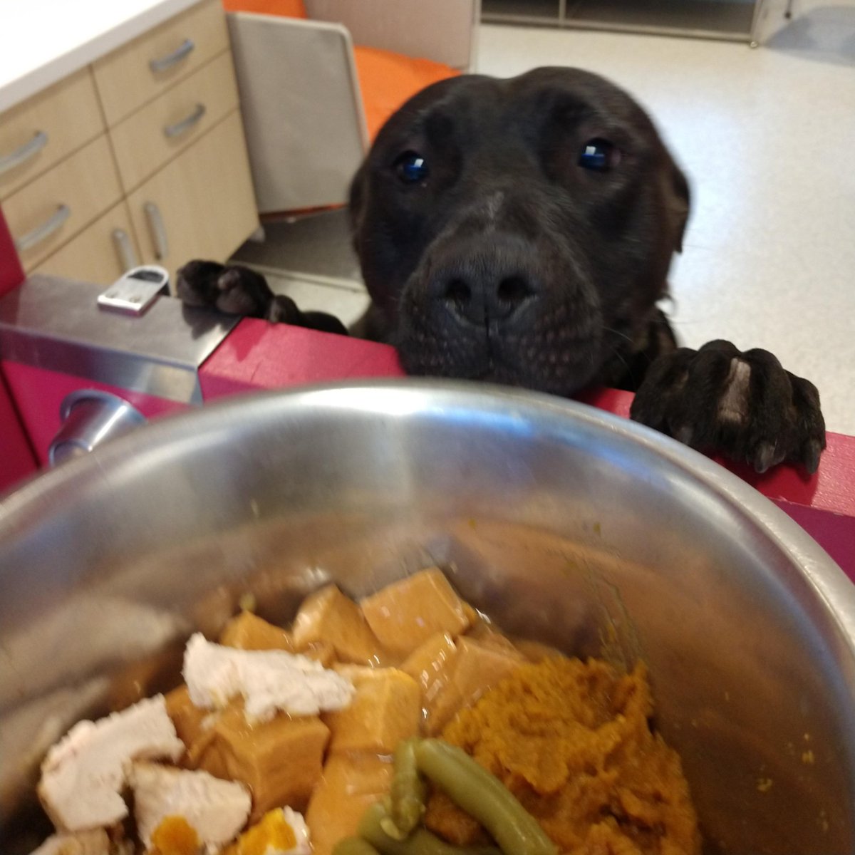 these shelter dogs enjoyed their first thanksgiving dinner yesterday at the Michigan Animal Rescue League in Pontiac, MI
#dogsoftwitter #shelterdogs 
(instagram.com/mi_animalrescu…)