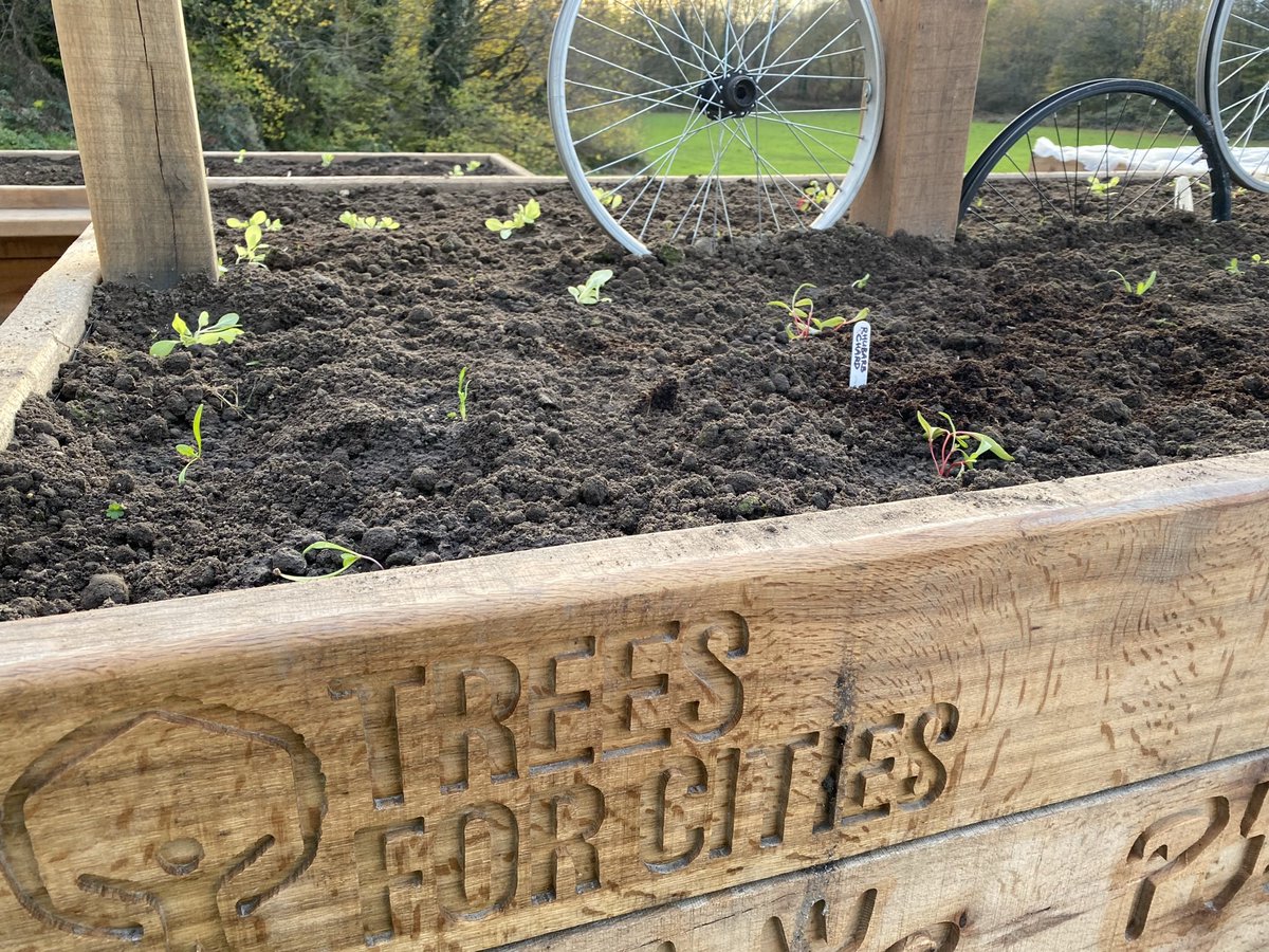 GrowCardiff's tweet photo. Really hoping with the incoming weather warning &amp; cold temperatures 🥶 our delicate little plants survive! 🤞🏼🌱

Stay warm out there! 😚

#wintergrowing #edibleplayground @TreesforCities @cardiffcouncil @GlanYrAfonPS https://t.co/58zw2DjkNf