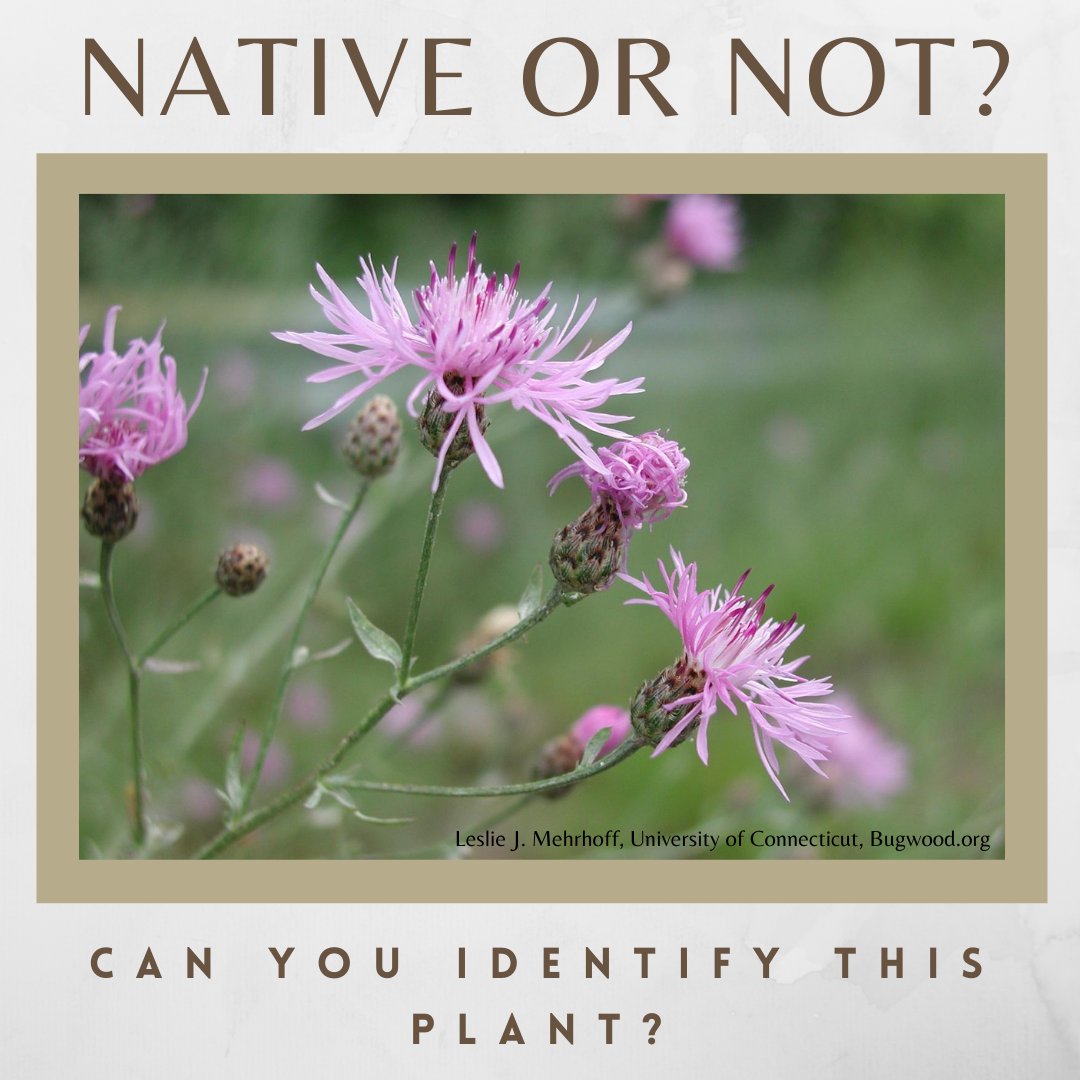 Lillooet Regional Invasive Species Society tweet media
