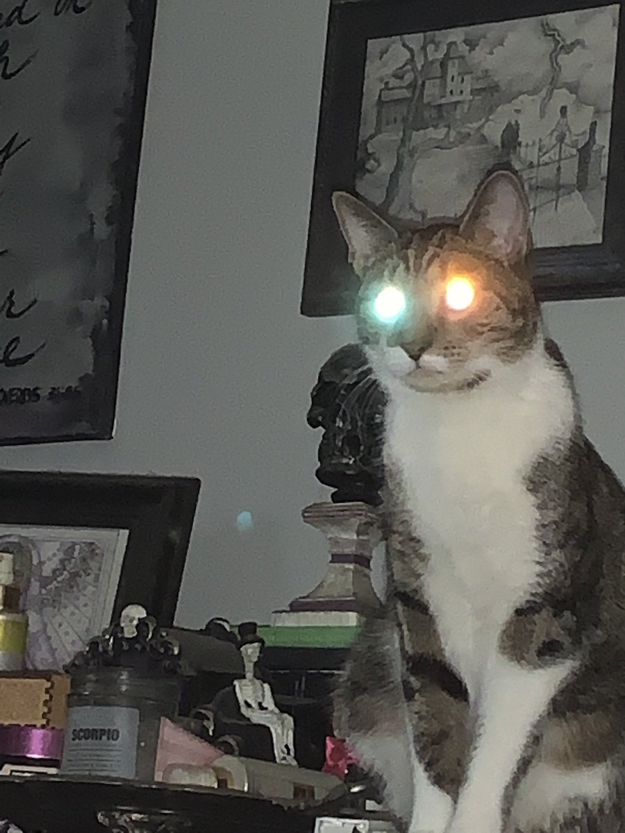 ThoughtsofcaCat's tweet image. I think my little brother is gonna go super saiyan