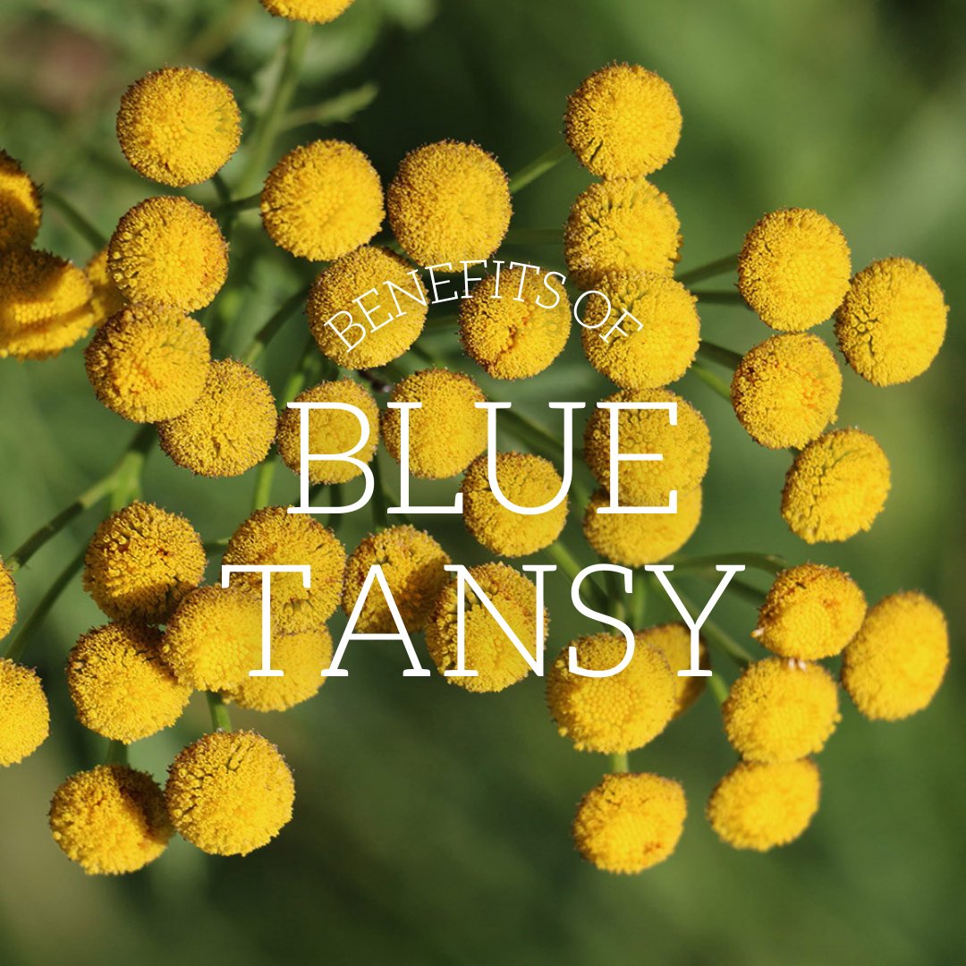 ClearlyShop's tweet image. Blue Tansy has only recently gathered the attention that it really needs
⁠
🔹It is a great essential oil to reduce inflammation
🔹It help repairs damaged skin ⁠
🔹Has been used as an antihistamine to reduce nasal congestion⁠
🔹It has antioxidant properties. ⁠