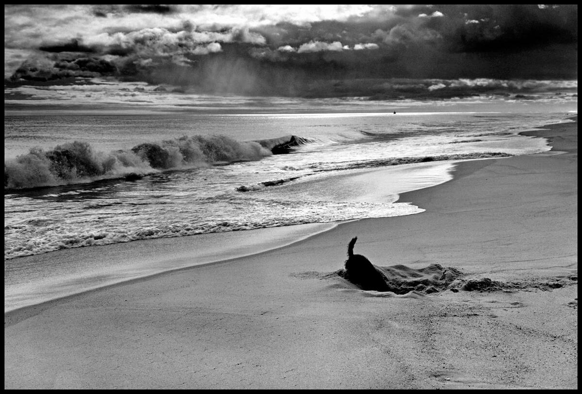 Dogs, whether, intentionally or not, have been a regular motif in Elliott Erwitt’s photography over the years. This photograph of an eager digger is available as a signed fine print: bit.ly/30RA6Yf 

© <a href="/ErwittElliott/">Elliott Erwitt</a> / Magnum Photos