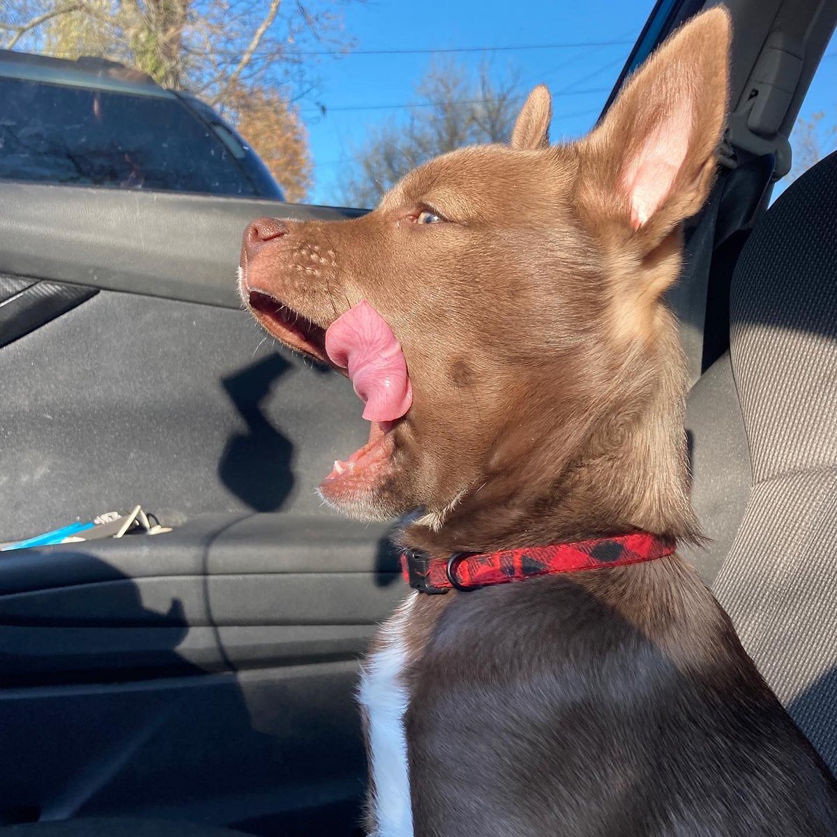 lexandjakevlogs's tweet photo. We got a puppy! ☺️ https://t.co/mzHujBGWtk  #itszeusdogg #puppy #dog #cute #funny https://t.co/GyhXofCDAp