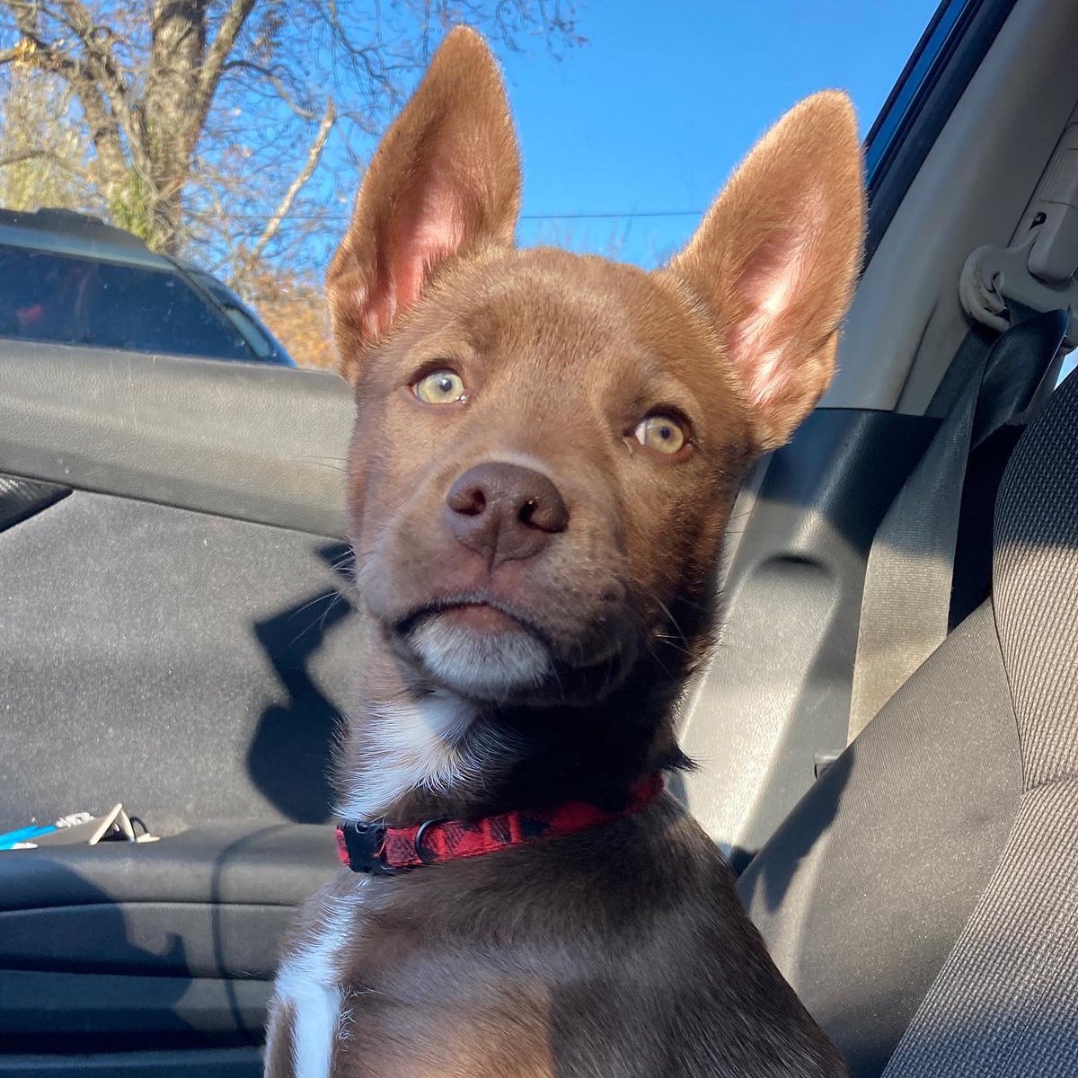 lexandjakevlogs's tweet photo. We got a puppy! ☺️ https://t.co/mzHujBGWtk  #itszeusdogg #puppy #dog #cute #funny https://t.co/GyhXofCDAp