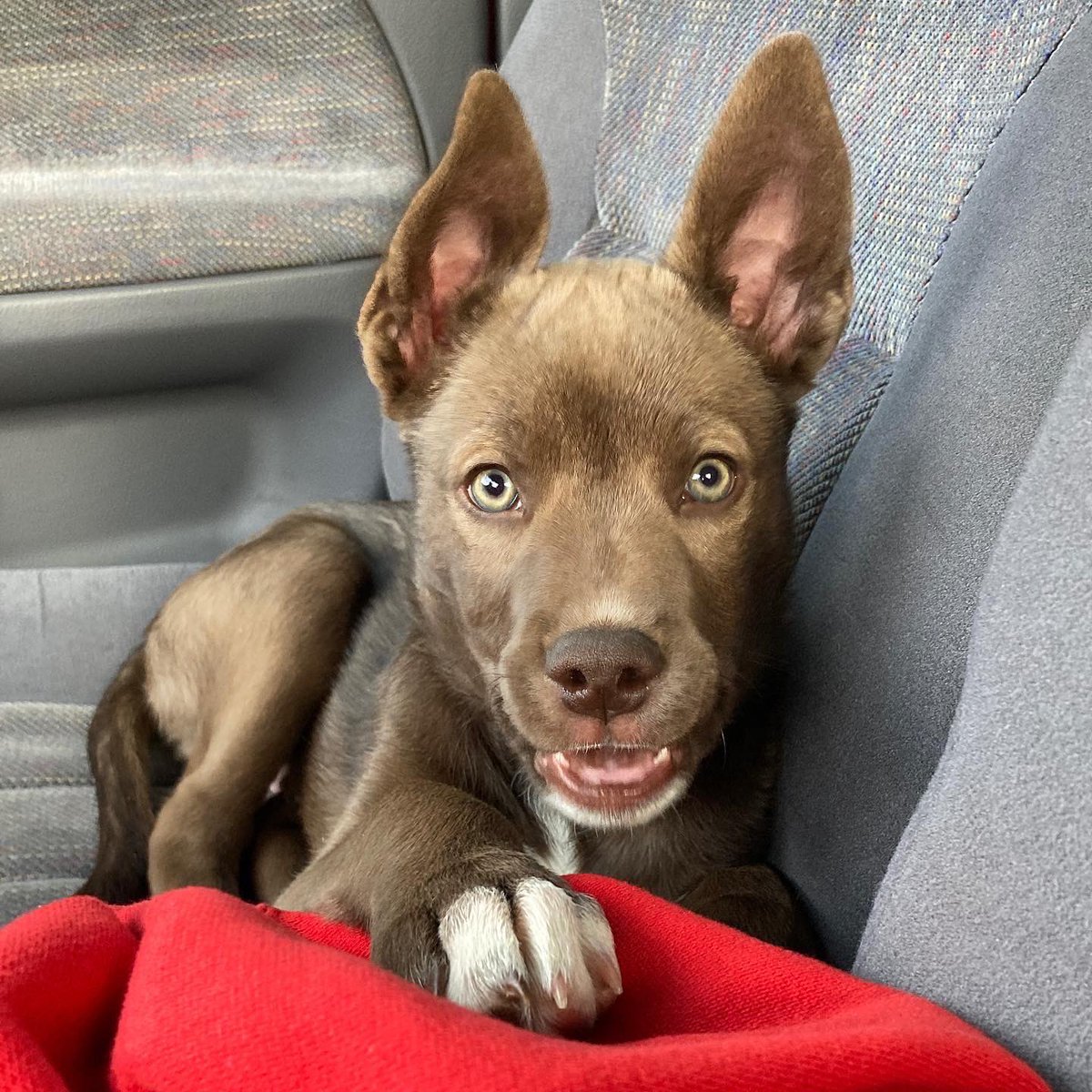 lexandjakevlogs's tweet photo. We got a puppy! ☺️ https://t.co/mzHujBGWtk  #itszeusdogg #puppy #dog #cute #funny https://t.co/GyhXofCDAp