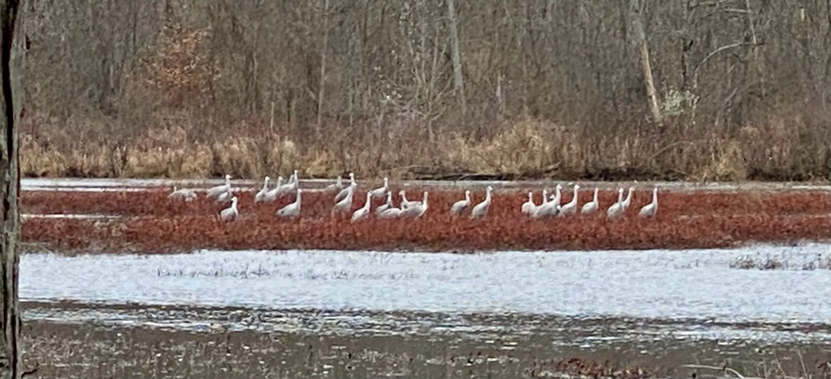 richbacolor's tweet photo. Another lovely walk in @WashtenawCounty Parks with @A2RecDirect Counted 31 Sandhill Cranes at #sharonmills today. #cranespotting #riverraisin https://t.co/O5KRWLG4DO