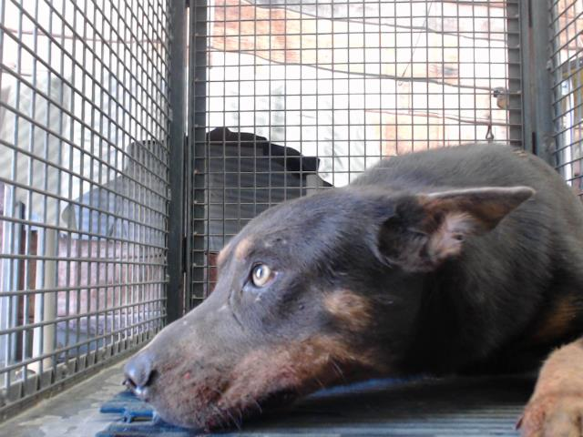 beakletkell's tweet image. #pledges &amp;amp; #FOSTER needed in Sth #California for #animalrescue for EVAN/LANCE #dog A756391 at Devore CA, on kill list! Please help this boy smile again😢#stopthekilling
held in kennel 24/7 no comfort, other #dogs too💔 #fosterssavelives #overlooked 💔