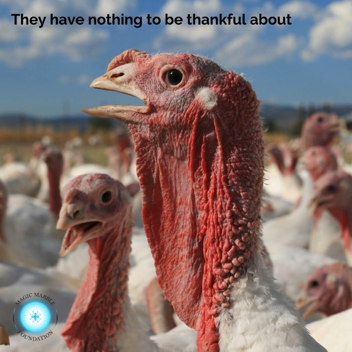 MobilizeEmpathy's tweet photo. #GoVegan #Vegan #Thanksgiving https://t.co/g7DsuyHKeU