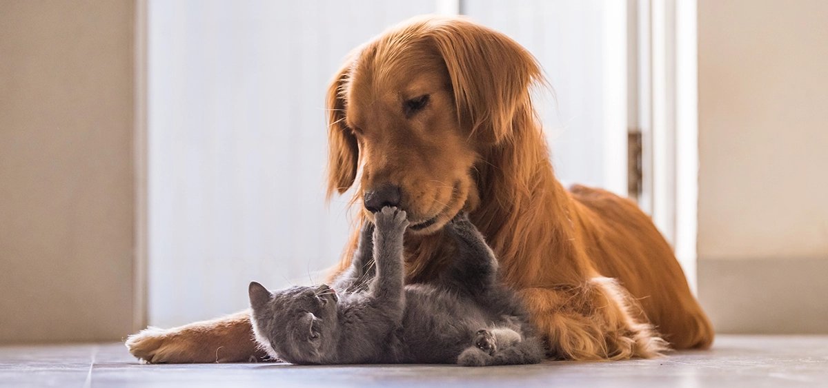 zksync's tweet photo. The long-term mission of @zksync is enhancing world's financial freedom — so that you don't ever have to mortgage your pets! https://t.co/mutvVvAZRO