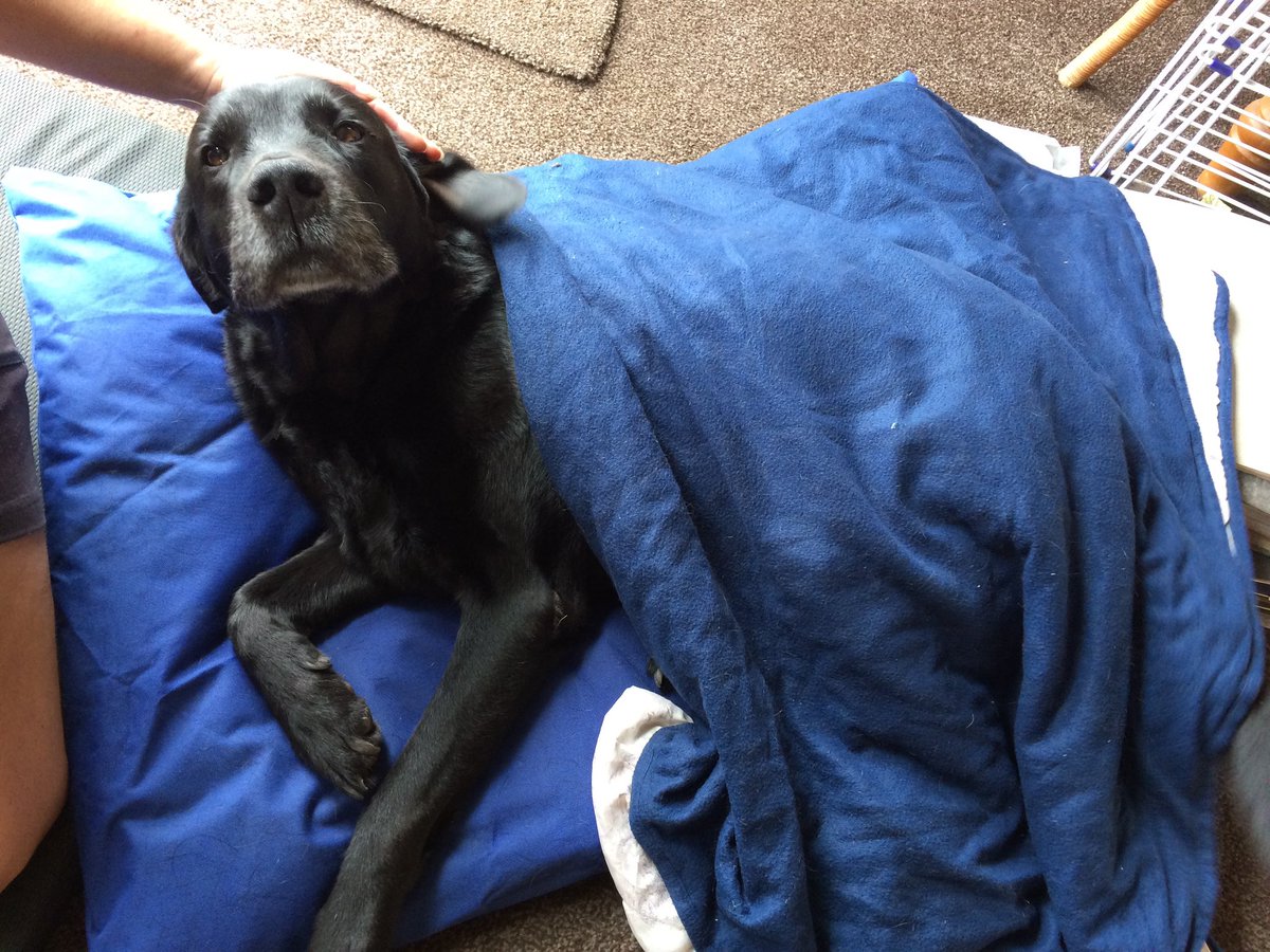 spicysuits's tweet photo. @benwillbond I see your dogs in jimble jambles, and I raise you: dogs all tucked in for a good nights sleep😂 https://t.co/xwwUWF05T0