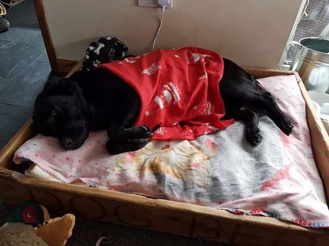 spicysuits's tweet photo. @benwillbond I see your dogs in jimble jambles, and I raise you: dogs all tucked in for a good nights sleep😂 https://t.co/xwwUWF05T0