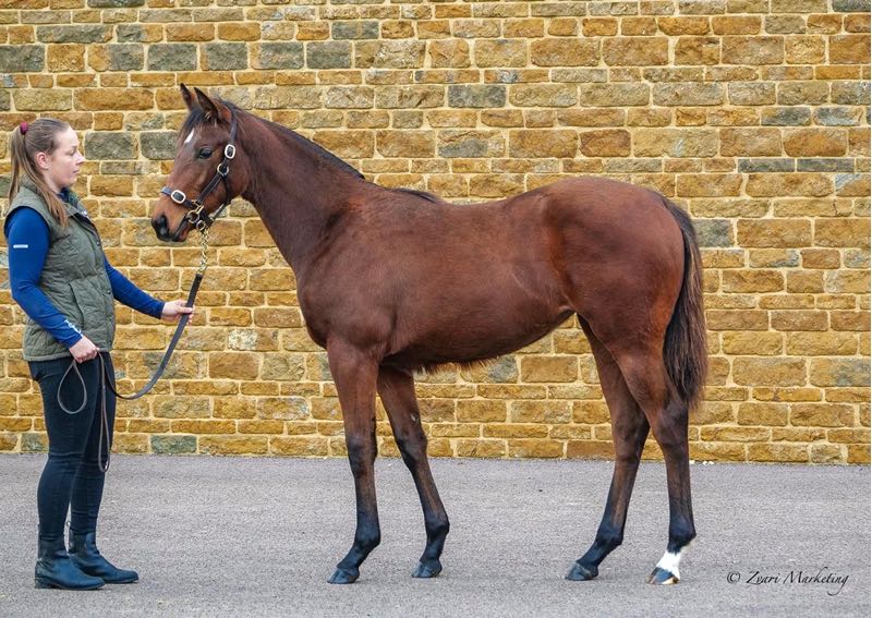 Baileys Horse Feeds (@baileysfeeds) on Twitter photo Congratulations to Apple Tree Stud on achieving a healthy 270,000GNS for lot 850 (Bay filly Too Darn Hot (GB)/Astonishing (IRE), today, at <a href="/Tattersalls1766/">Tattersalls</a> December Foal Sale. #fedonbaileys Congratulations to Apple Tree Stud on achieving a healthy 270,000GNS for lot 850 (Bay filly Too Darn Hot (GB)/Astonishing (IRE), today, at <a href="/Tattersalls1766/">Tattersalls</a> December Foal Sale. #fedonbaileys