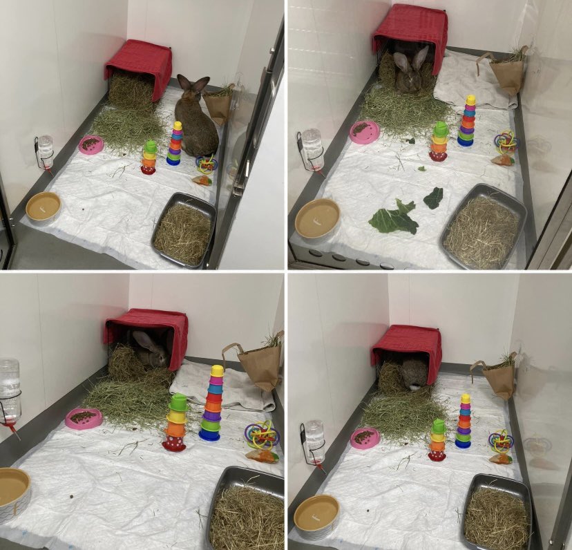 Our walk in kennels mean all our patients have plenty of space! Flopsy brought some of his own toys along and had double the enrichment today! 

If your pet is visiting us for the day - bringing a few of their favourite items, with familiar smells, will help reduce anxiety.