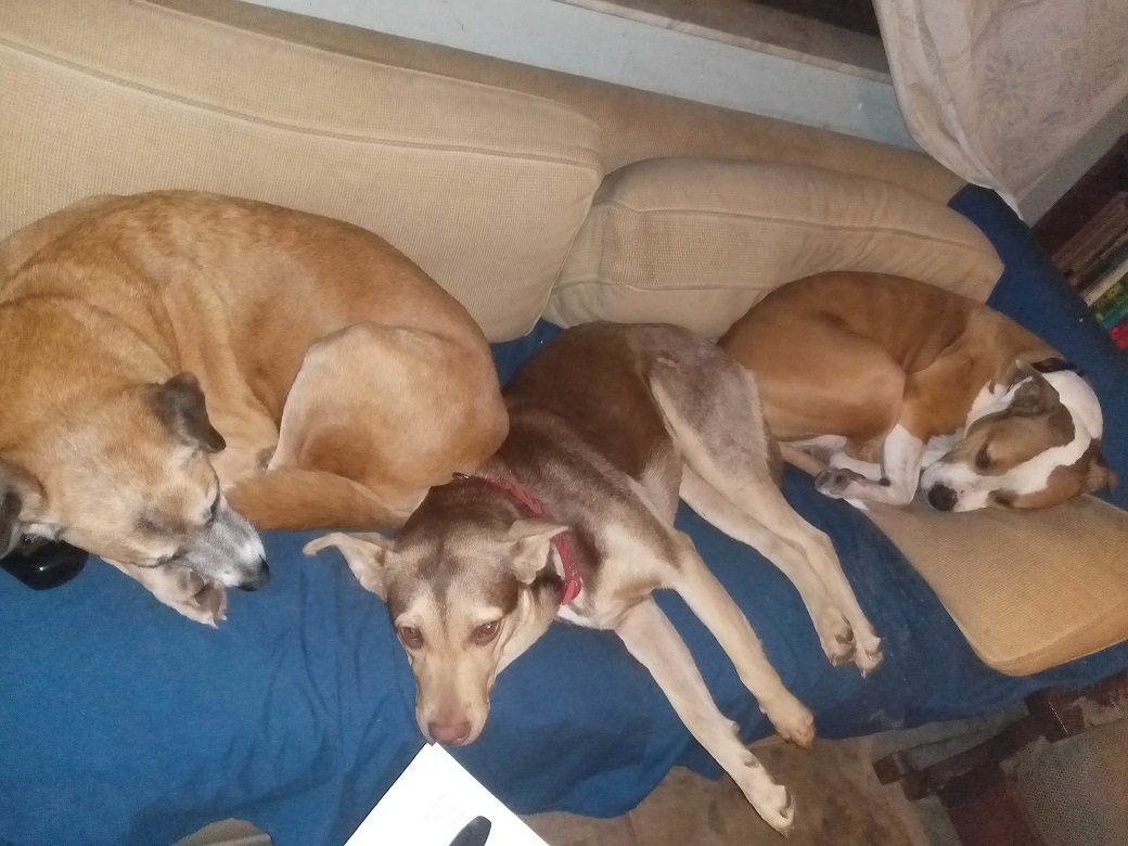 zens_place's tweet photo. Cali 12 Katie 1 and Lilah 3 , + Katie Lilah Cali as puppies #Dogsofourlives #dogsoftwitter https://t.co/89fIJ8v92O