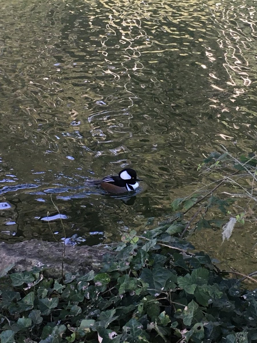 Deb_Farm's tweet image. Golden Gate Park #stowlake