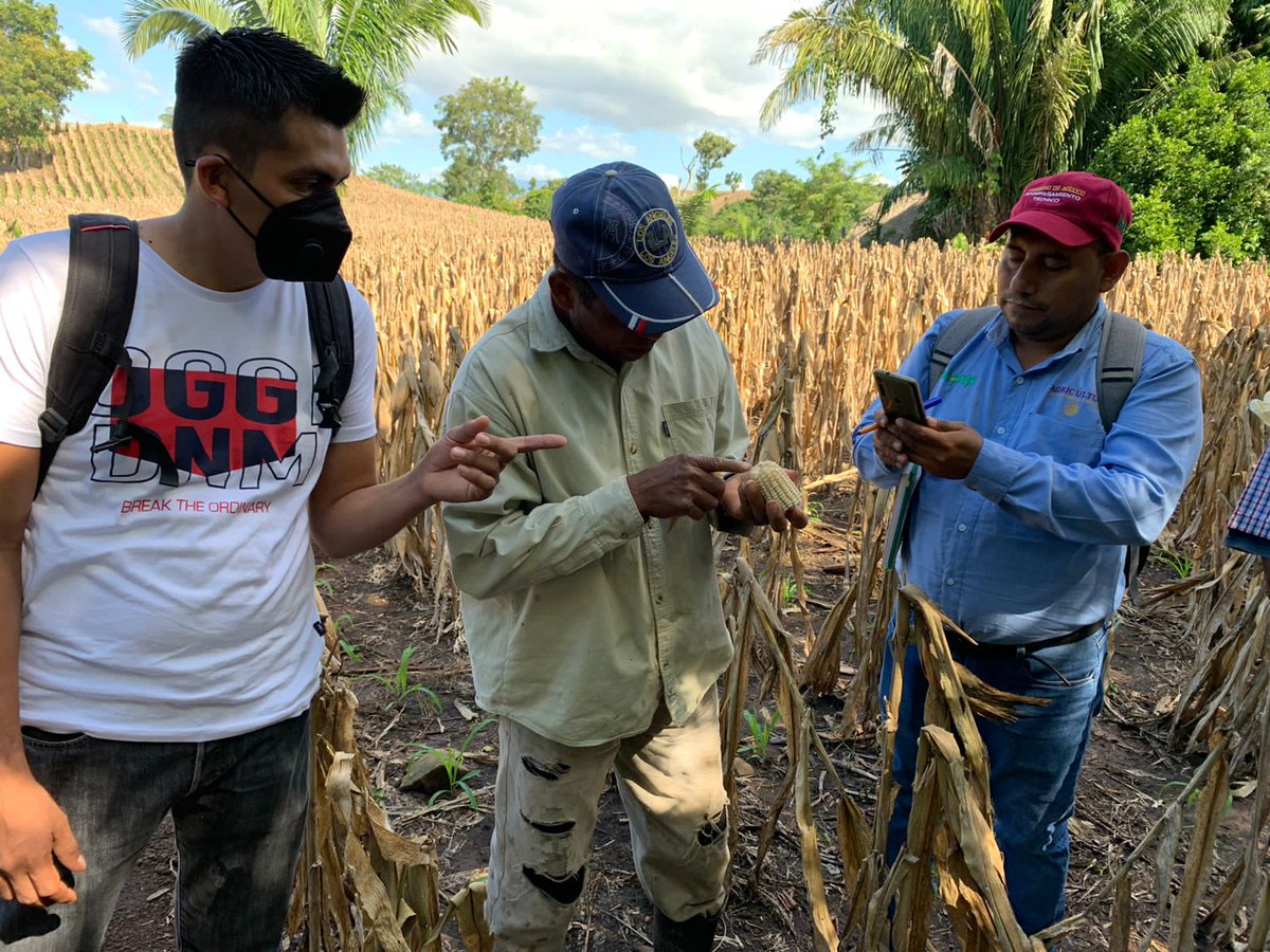 r16_sader's tweet photo. En un segundo día (23/11/2021), se realizó la práctica de campo, donde se identificaron plagas como el Spodoptera frugiperda en maíz 🌽, y algunos insectos parasitoides.
@victor_suarez @Agricultura_mex @inifap https://t.co/pD291eYOP9