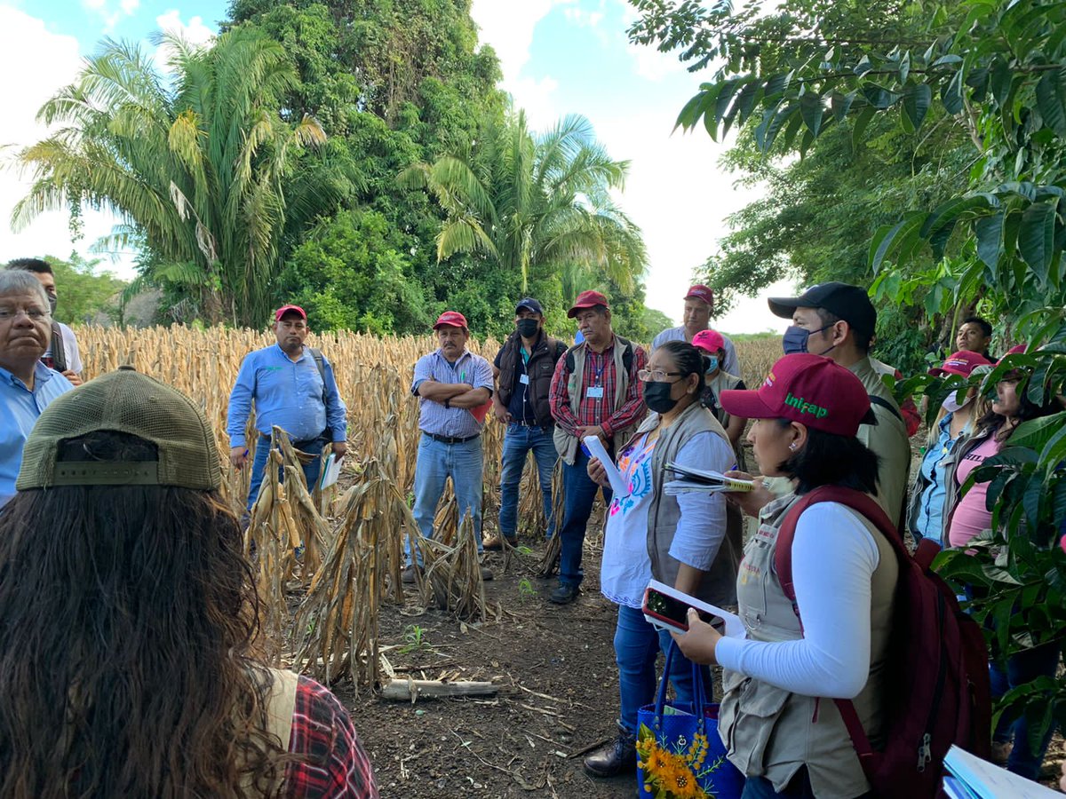 r16_sader's tweet photo. En un segundo día (23/11/2021), se realizó la práctica de campo, donde se identificaron plagas como el Spodoptera frugiperda en maíz 🌽, y algunos insectos parasitoides.
@victor_suarez @Agricultura_mex @inifap https://t.co/pD291eYOP9