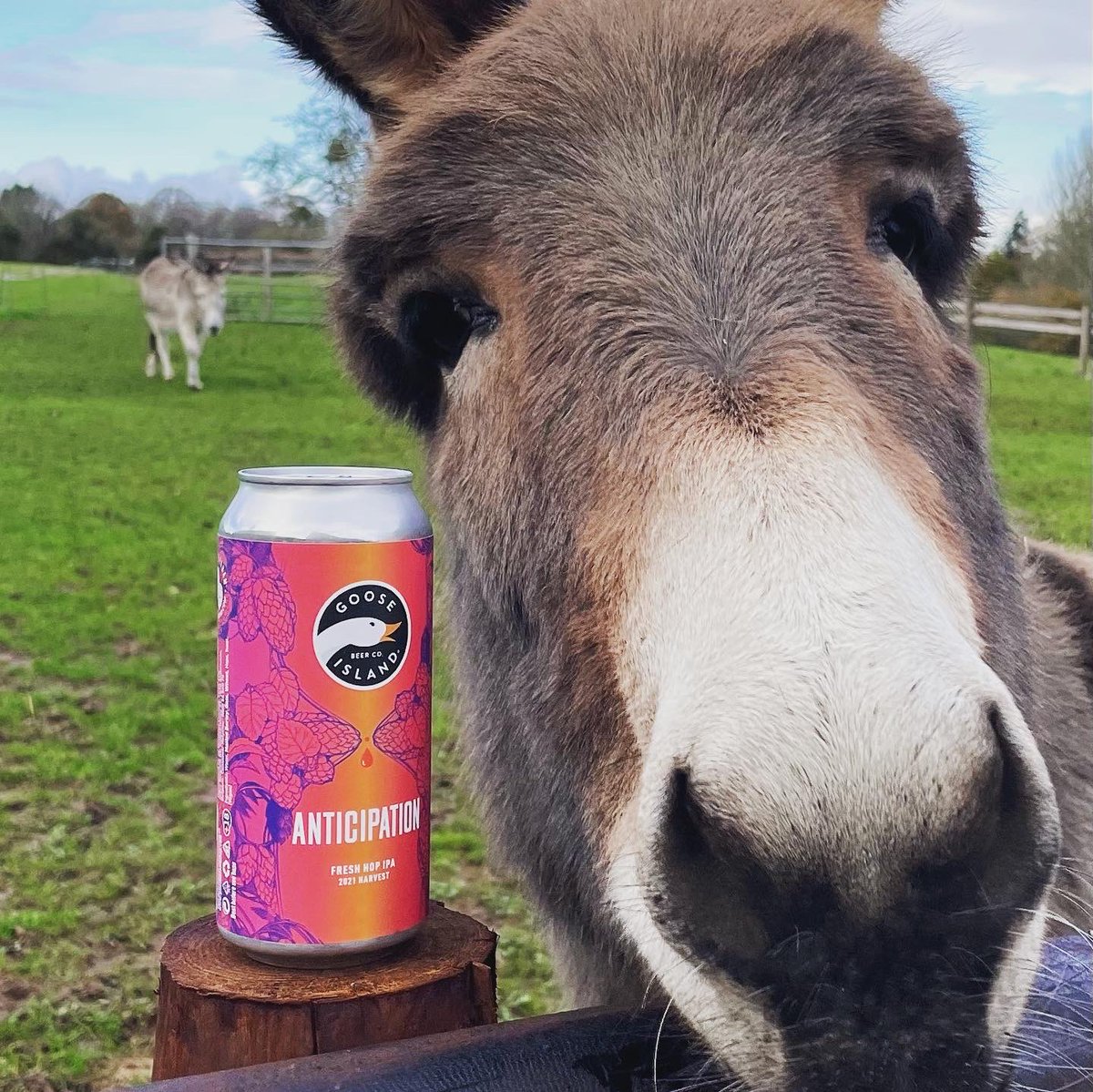The “Anticipation” is over with the release of Anticipation IPA, a full on hoppy juice bomb!! (Whatever that is!!)⁦ @GooseIslandUK⁩ ⁦<a href="/CharlesFaram/">Charles Faram</a>⁩ #Herefordshire  #hops #britishhops