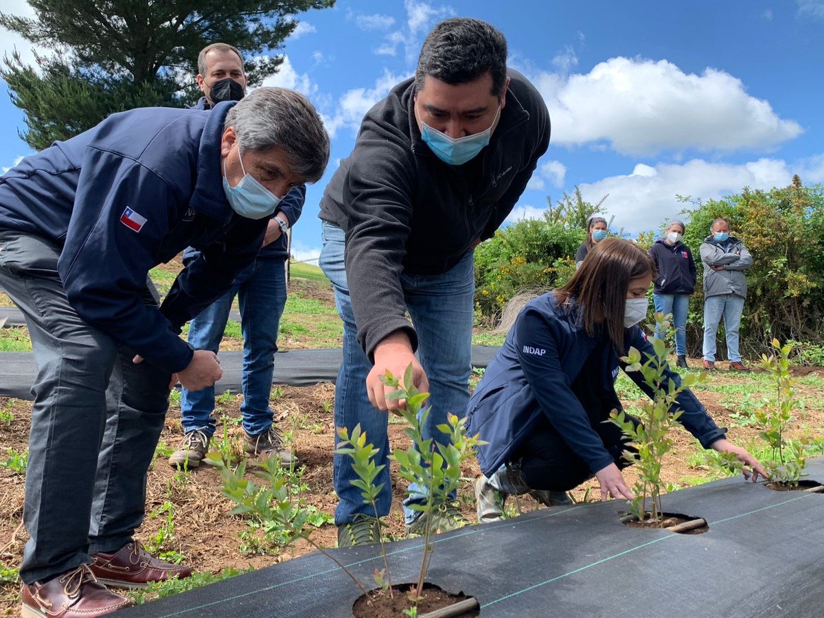 crecondo's tweet photo. Para mejorar sus ingresos y enfrentar los desafíos del cambio climático, Juan Huenteman decidió diversificar su producción de frutillas con arándanos, alternativa que en @INDAP_Chile fomentamos como parte del #PlanImpulso Araucanía, para impulsar el desarrollo económico local. https://t.co/nQFt8f91HG
