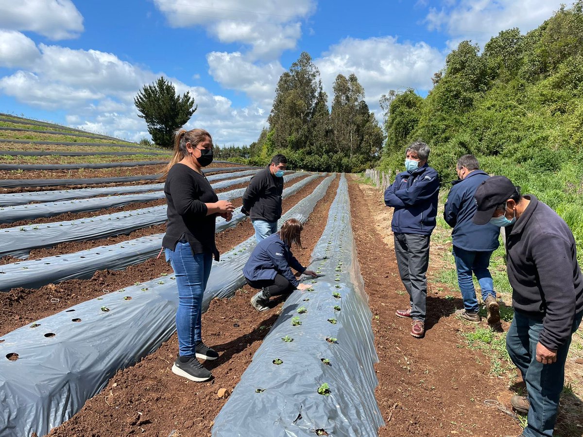 crecondo's tweet photo. Para mejorar sus ingresos y enfrentar los desafíos del cambio climático, Juan Huenteman decidió diversificar su producción de frutillas con arándanos, alternativa que en @INDAP_Chile fomentamos como parte del #PlanImpulso Araucanía, para impulsar el desarrollo económico local. https://t.co/nQFt8f91HG