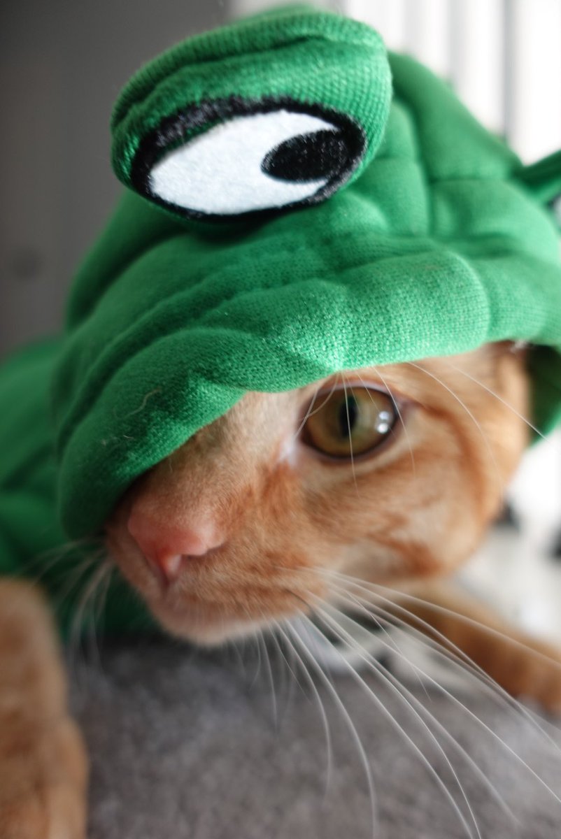 jschlatt's tweet photo. @pokimanelol Sorry poki my cat did it better https://t.co/iLZARwW8Lk
