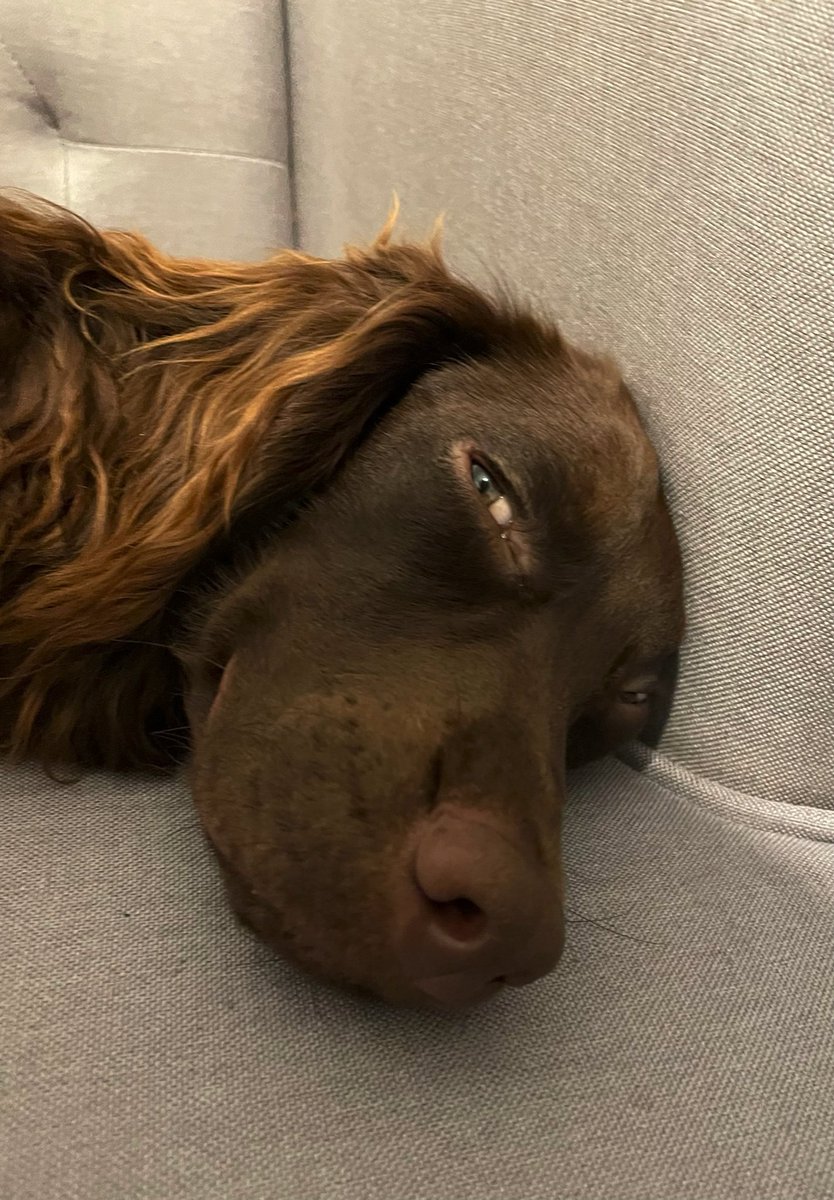 Normanspaniel's tweet photo. Itโs been an exhausting week, I donโt want to move from my favourite chair. I will managed a sleepy #SideEyeFriday but wonโt move more than that ๐ถ๐ #dogsoftwitter https://t.co/zrJzqVAxP3