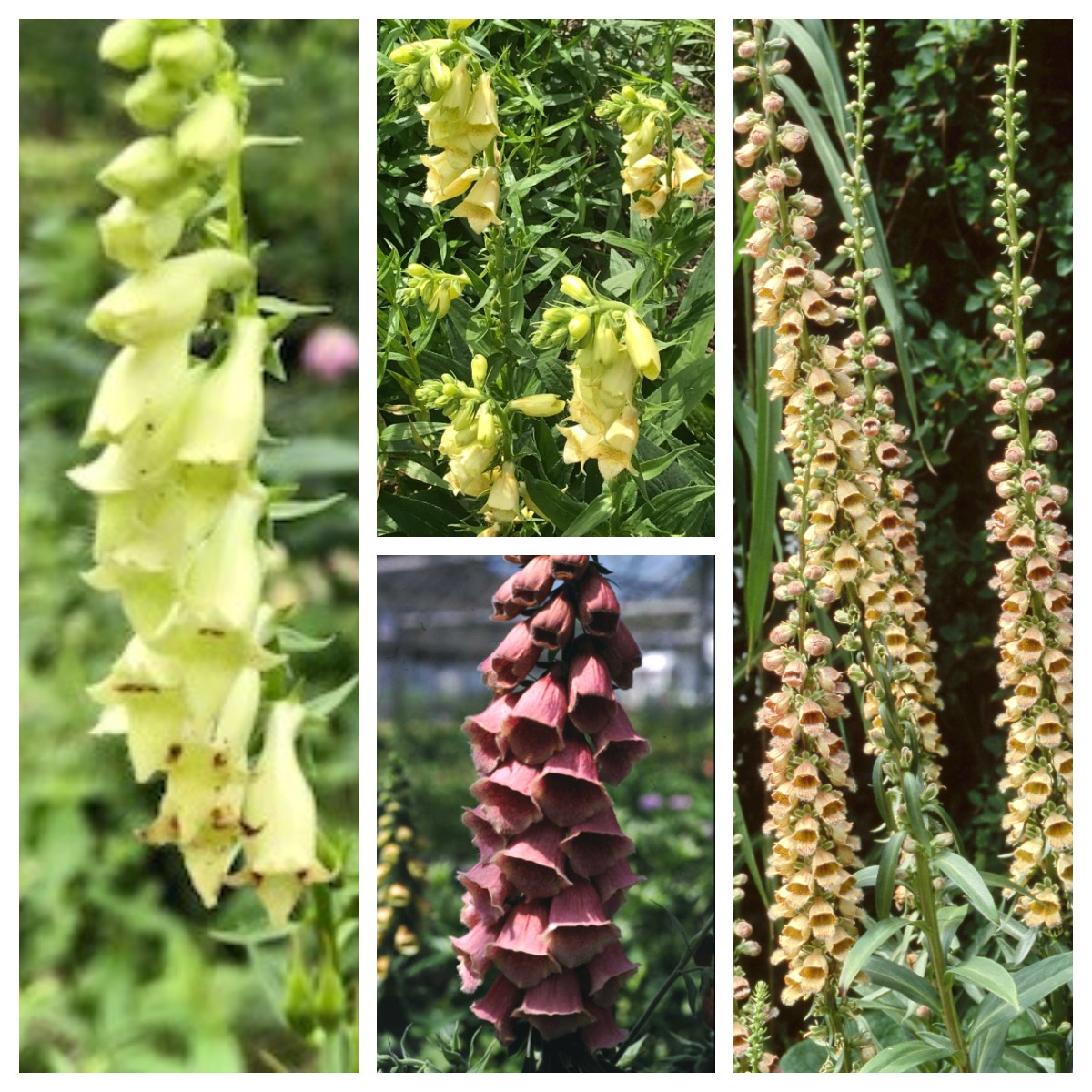 Botanic Nursery tweet media