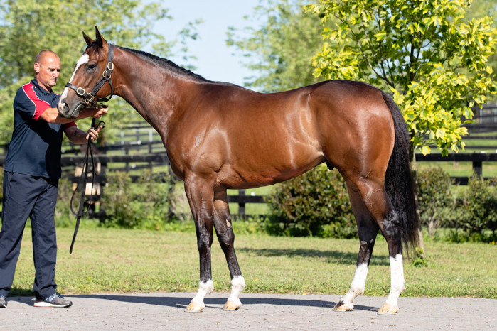 Lion_Tamer_Nz's tweet image. Another flashy fella debuts today , this time at Wanganui R1 .  Well named  Galleon  3yo c    by Not a Single Doubt x O'Naturelle  trained by  @benner_racing @Holliew142  Has had 2 lovely trials  to prepare for todays debut  .One to follow  for summer  #lotsofbling