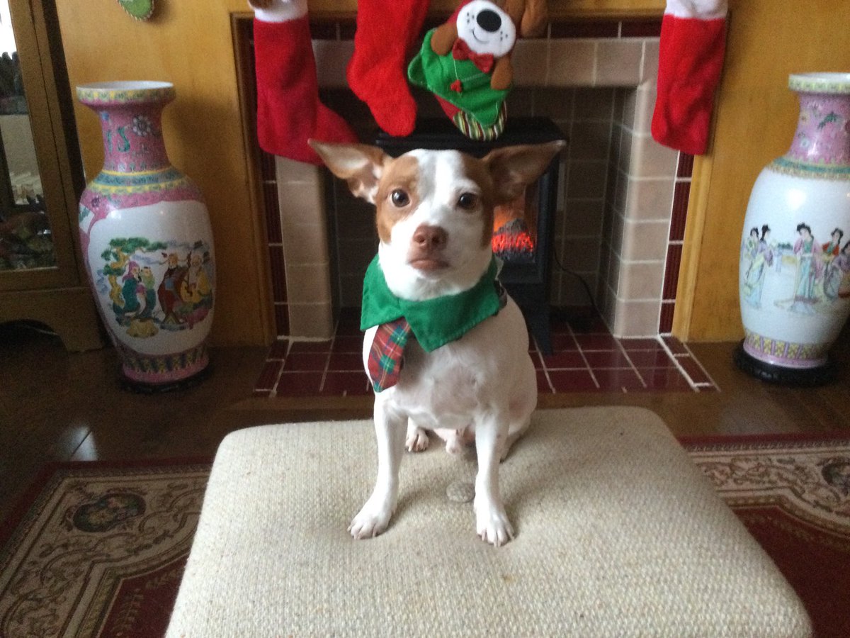 kiki66kat's tweet image. Bandit wants Santa to know he wants a new Education Minister, a new Premier… actually a whole new government who will #Standupforeducation. #RedforEdAB